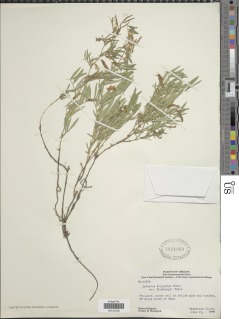 Lathyrus lanszwertii var. sandbergii image