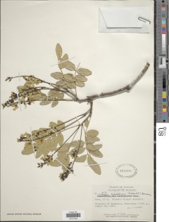 Image of Lonchocarpus schiedeanus