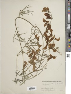 Lathyrus splendens image