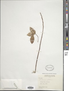 Image of Lonchocarpus velutinus