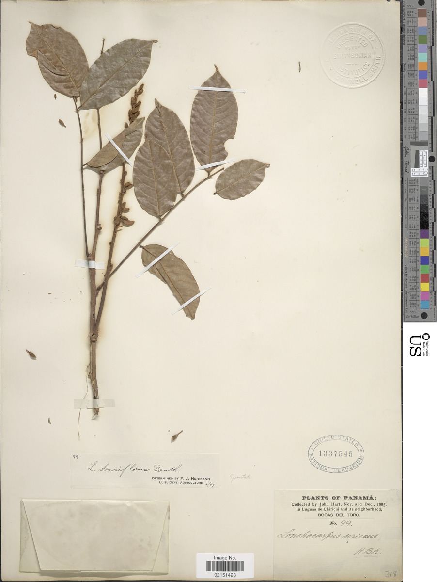Lonchocarpus densiflorus image