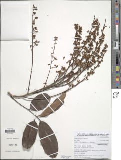 Ostryocarpus riparius image