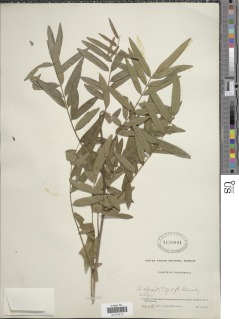 Lonchocarpus castilloi image