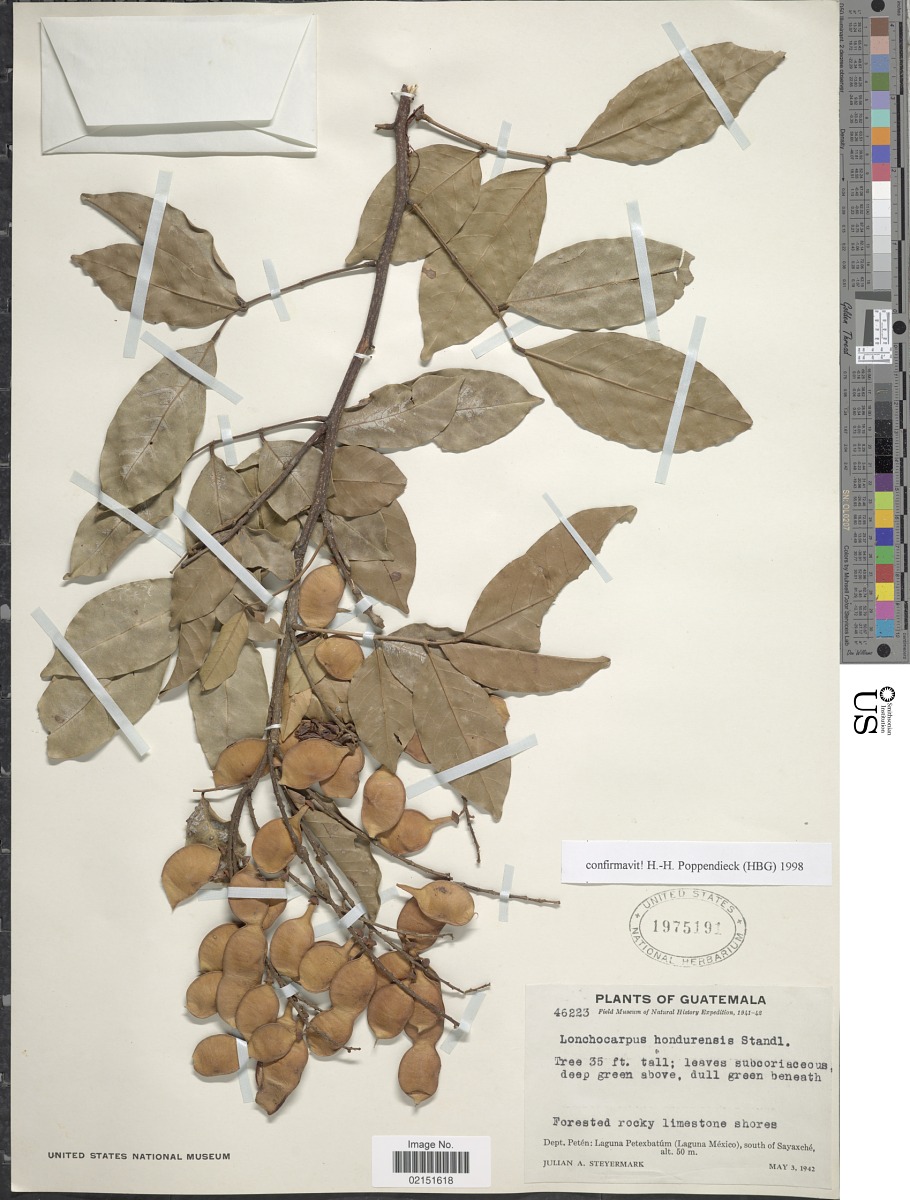 Lonchocarpus hondurensis image