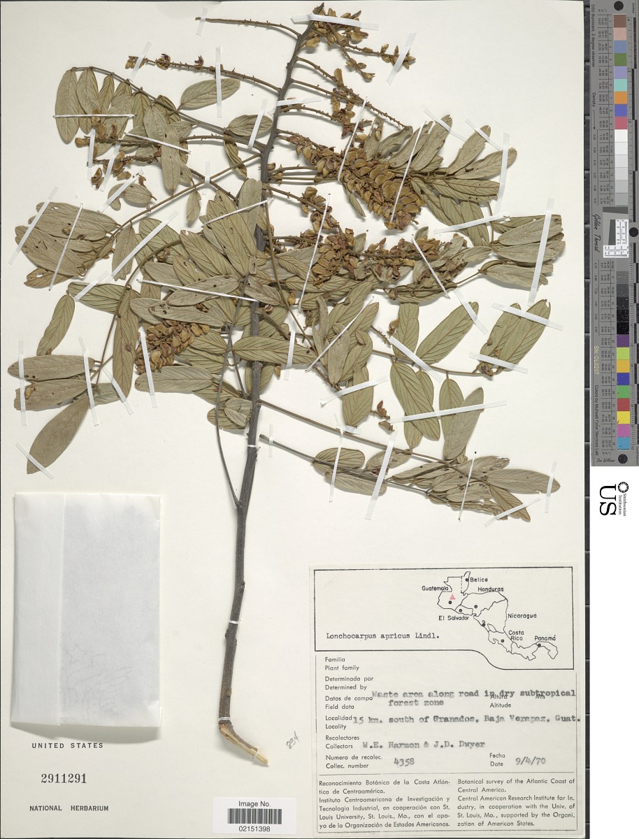 Lonchocarpus rugosus subsp. apricus image
