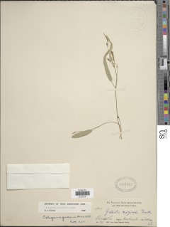 Cologania procumbens image