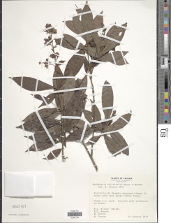 Rondeletia salicifolia image