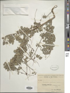 Rhynchosia malacophylla image