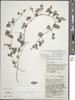 Rhynchosia minima var. prostrata image