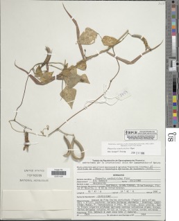 Phaseolus xanthotrichus image
