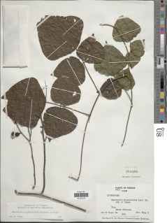 Rhynchosia erythrinoides image