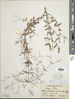 Oldenlandia affinis subsp. fugax image