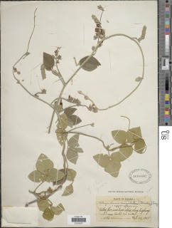 Rhynchosia reticulata image