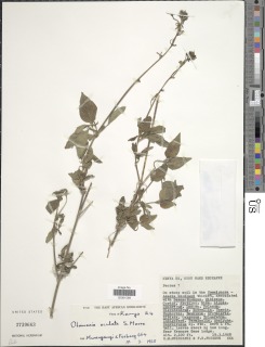 Otomeria oculata image