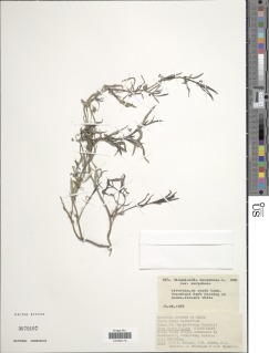 Image of Oldenlandia corymbosa