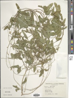 Vigna heterophylla image