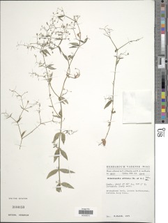 Image of Oldenlandia affinis