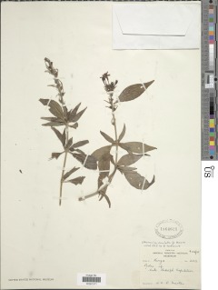 Image of Otomeria oculata