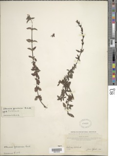 Otomeria guineensis image