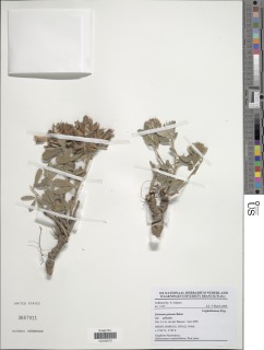 Image of Eriosema griseum