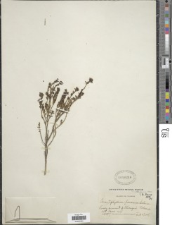Arcytophyllum lavarum image