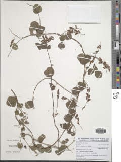 Rhynchosia minima var. prostrata image