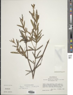 Image of Eriosema violaceum