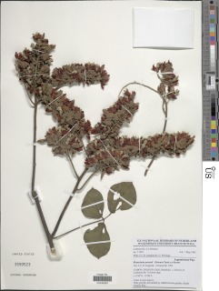 Rhynchosia preussii image