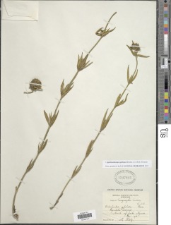Image of Agathisanthemum globosum