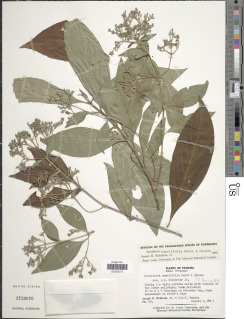 Rondeletia hameliifolia image