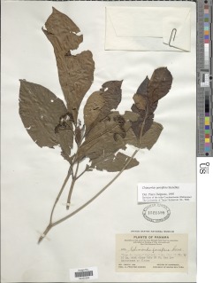 Chimarrhis parviflora image