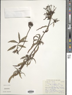 Pentas longiflora image