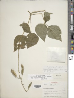 Phaseolus coccineus var. guatemalensis image