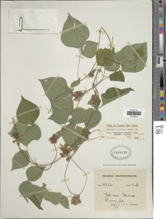 Image of Rhynchosia densiflora