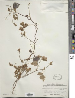 Rhynchosia resinosa image