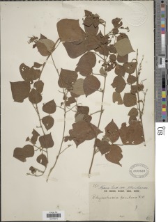 Rhynchosia caribaea var. caribaea image