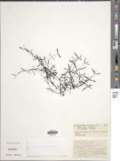 Image of Oldenlandia herbacea