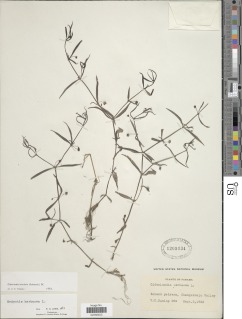 Oldenlandia lancifolia image