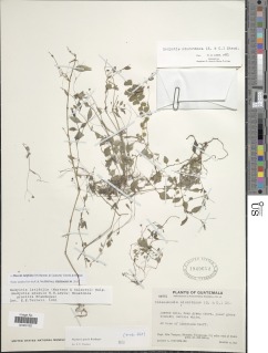 Image of Mexotis latifolia