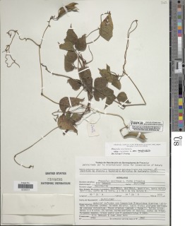 Phaseolus coccineus subsp. coccineus image