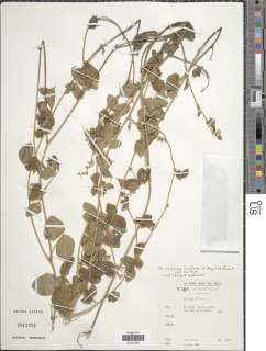 Macrotyloma axillare image