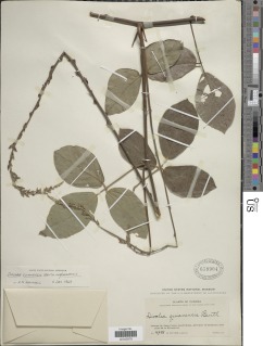 Dioclea guianensis image