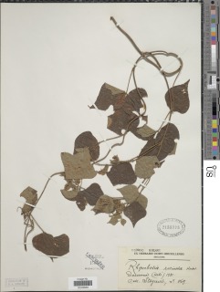 Rhynchosia resinosa image