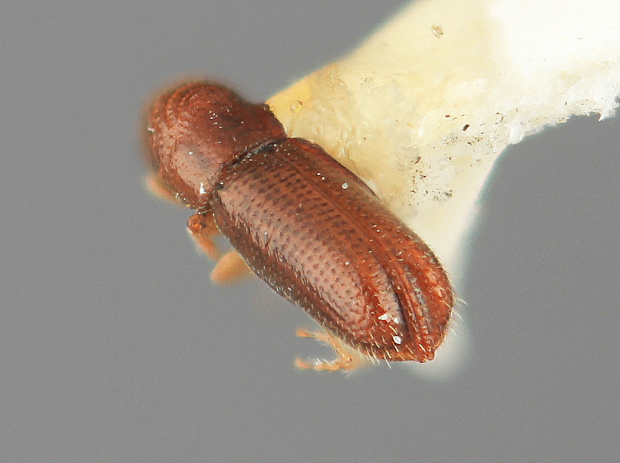 Pityophthorus minutalis image