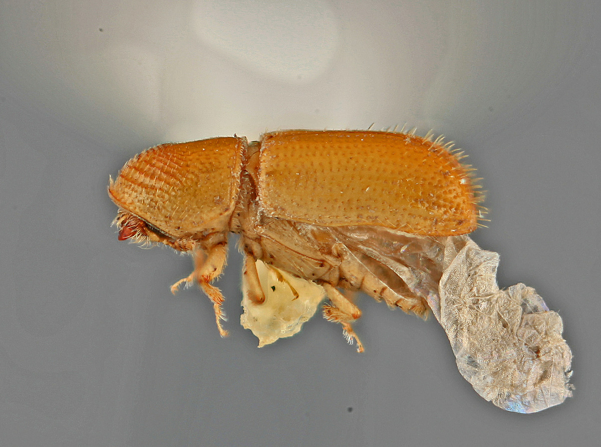Pityophthorus tenax image