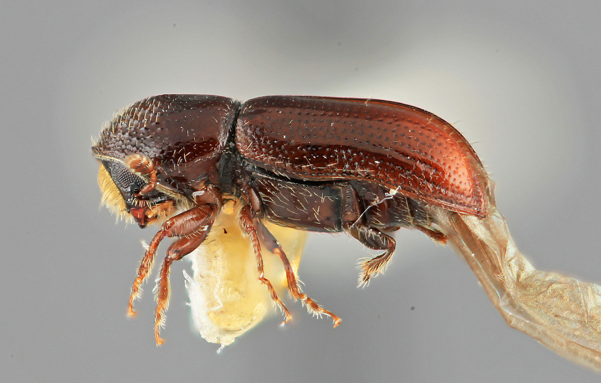 Pityophthorus mesembria image