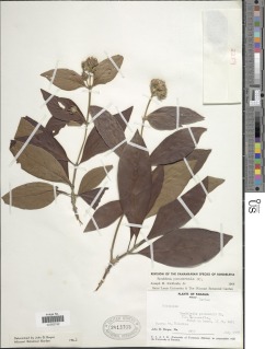 Rondeletia panamensis image