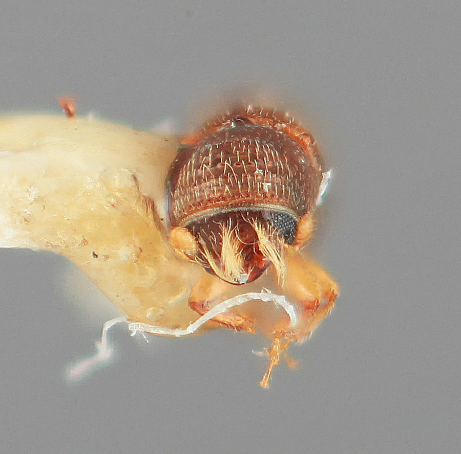Pityophthorus image