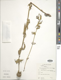 Agathisanthemum globosum image