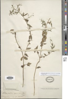 Oldenlandia affinis subsp. fugax image